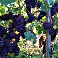 Vinogradništvo Vrbnjak