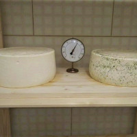 KMETIJA KOSI